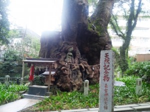 来宮神社の大楠