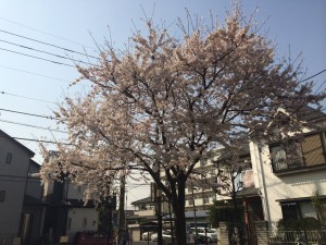 桜