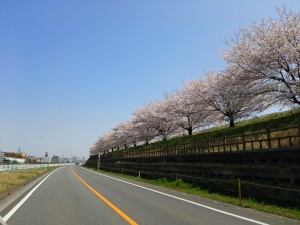 桜2015