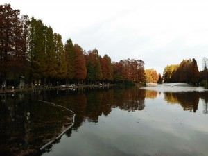 別所沼公園の紅葉