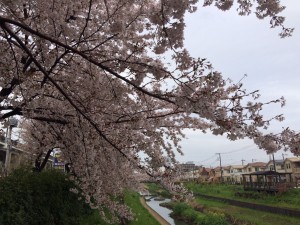 桜