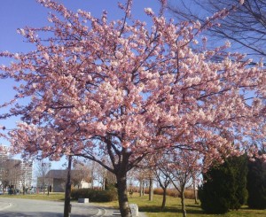 河津桜