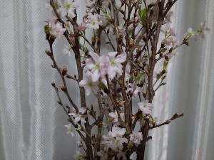 みちのく初桜、その後