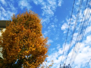 田島団地のイチョウの木