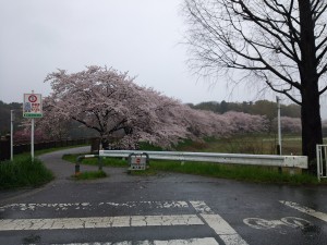 2019桜