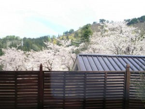 GWに桜