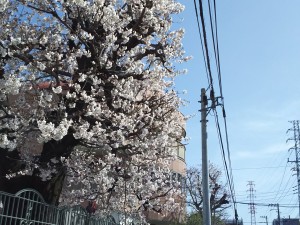 2020桜