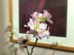 桜