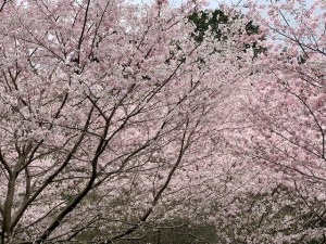 桜