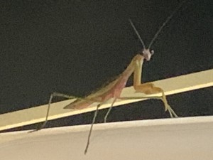 カマキリ