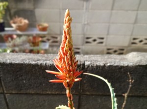 アロエの花